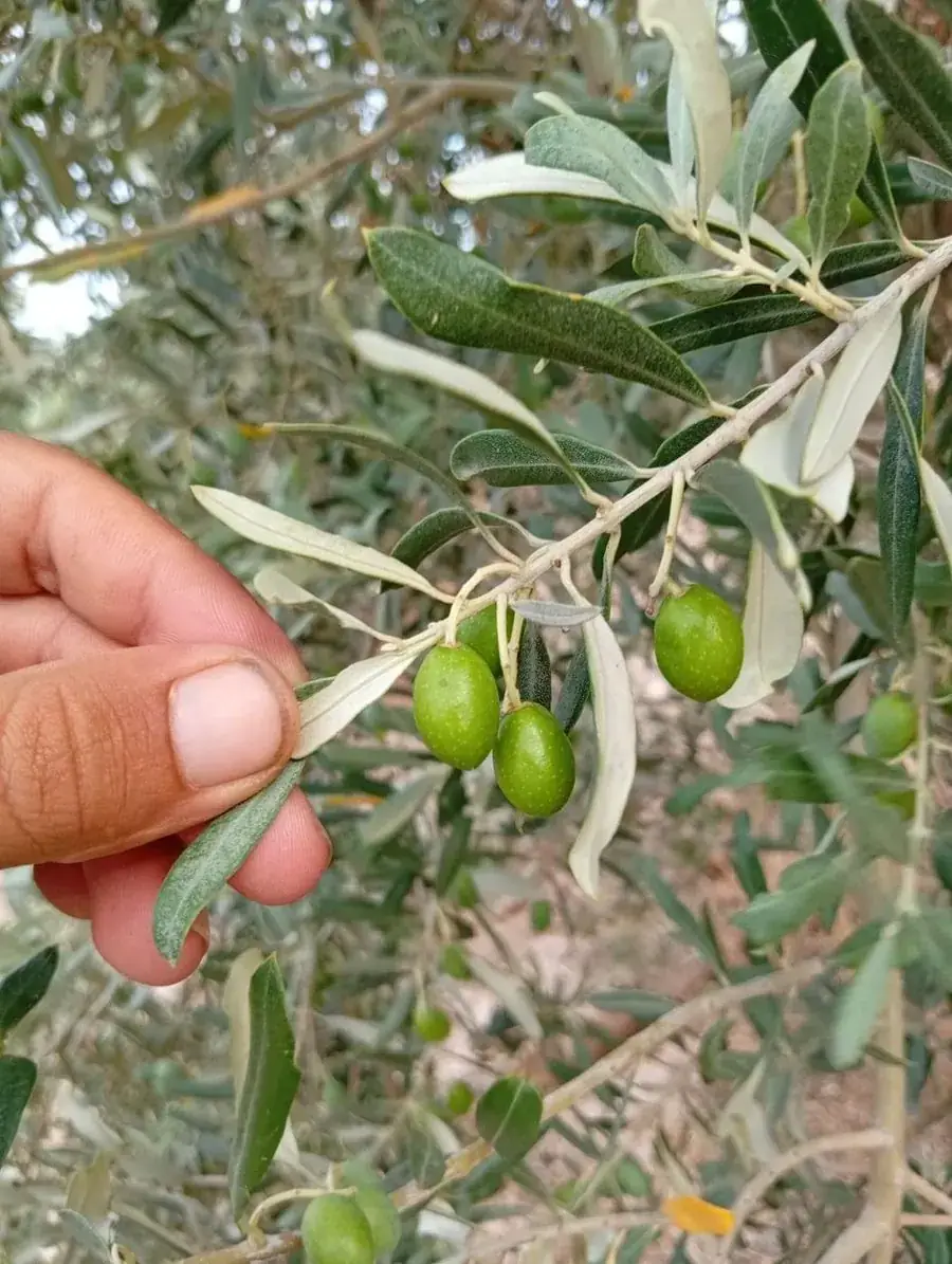 Dalda zeytinler
