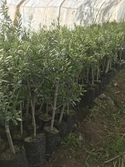 Seradaki zeytin fidanlarımız